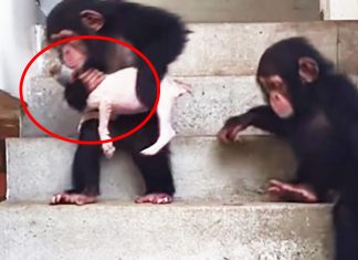 chimp saved dying dog