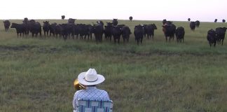 cows enjoying music