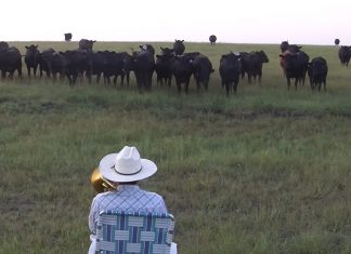 cows enjoying music
