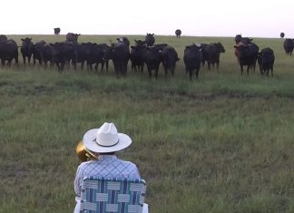 cows enjoying music