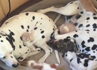 dalmatians-and-felines