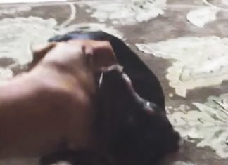 dog fight treat
