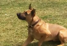 dog help rescue
