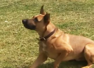 dog help rescue