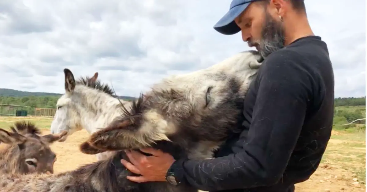 donkey-kisses-rescuers