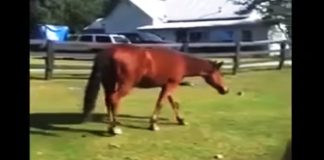 horse-stable