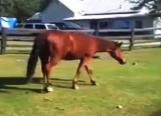 horse-stable