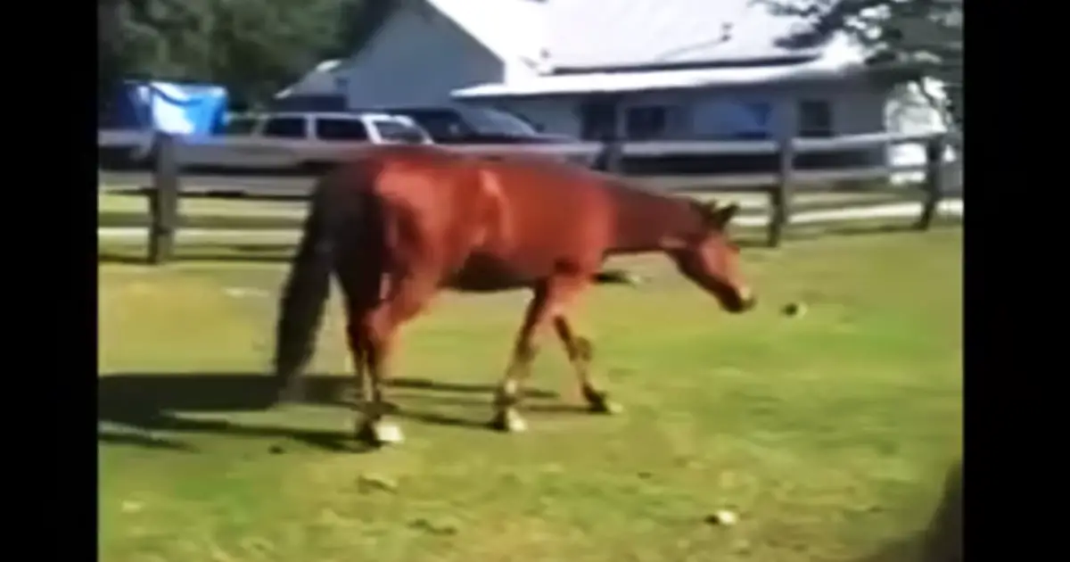 horse-stable