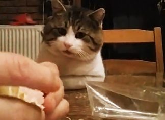 hungry-cat-sw