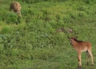 lion-calf-protect