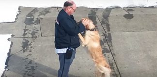 mailman-dog-friendship