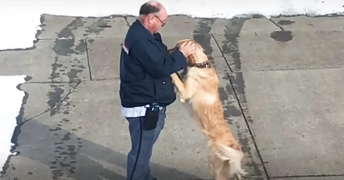 mailman-dog-friendship