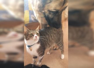meeting-the-kittens