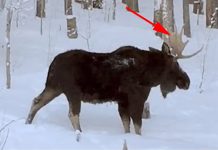 moose loses antlers