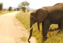 mother elephant