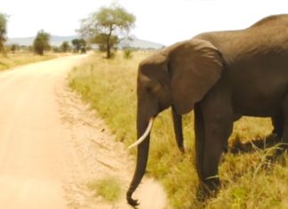 mother elephant