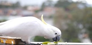 parrot solving puzzle