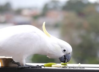 parrot solving puzzle