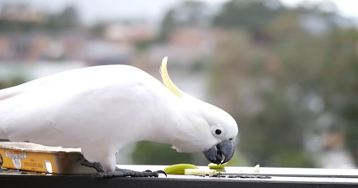 parrot solving puzzle