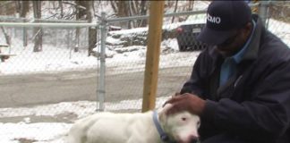 Stranger Captures Footage of a Man Abandoning Dog Who Gets Adopted 30 Minutes Later