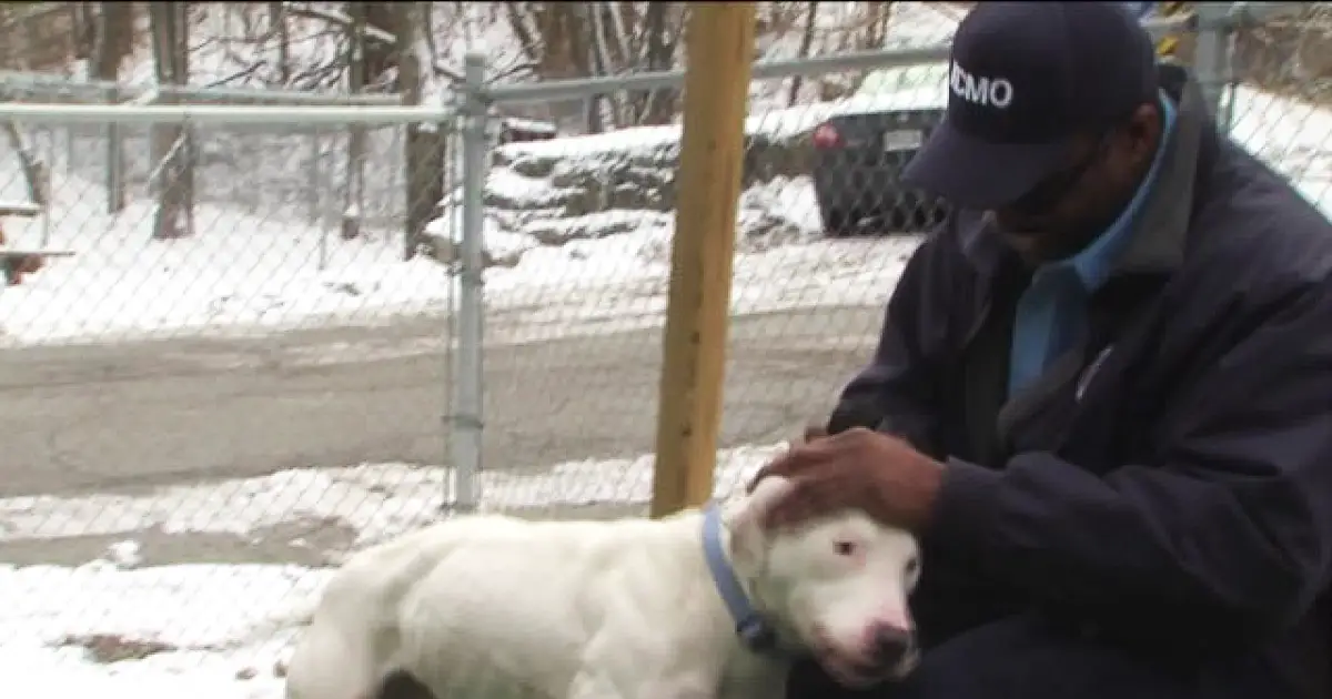 Stranger Captures Footage of a Man Abandoning Dog Who Gets Adopted 30 Minutes Later