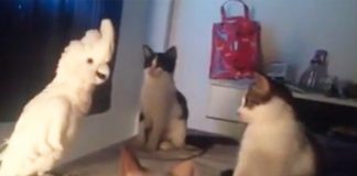 Cockatoo-Meows-Like-a-Cat
