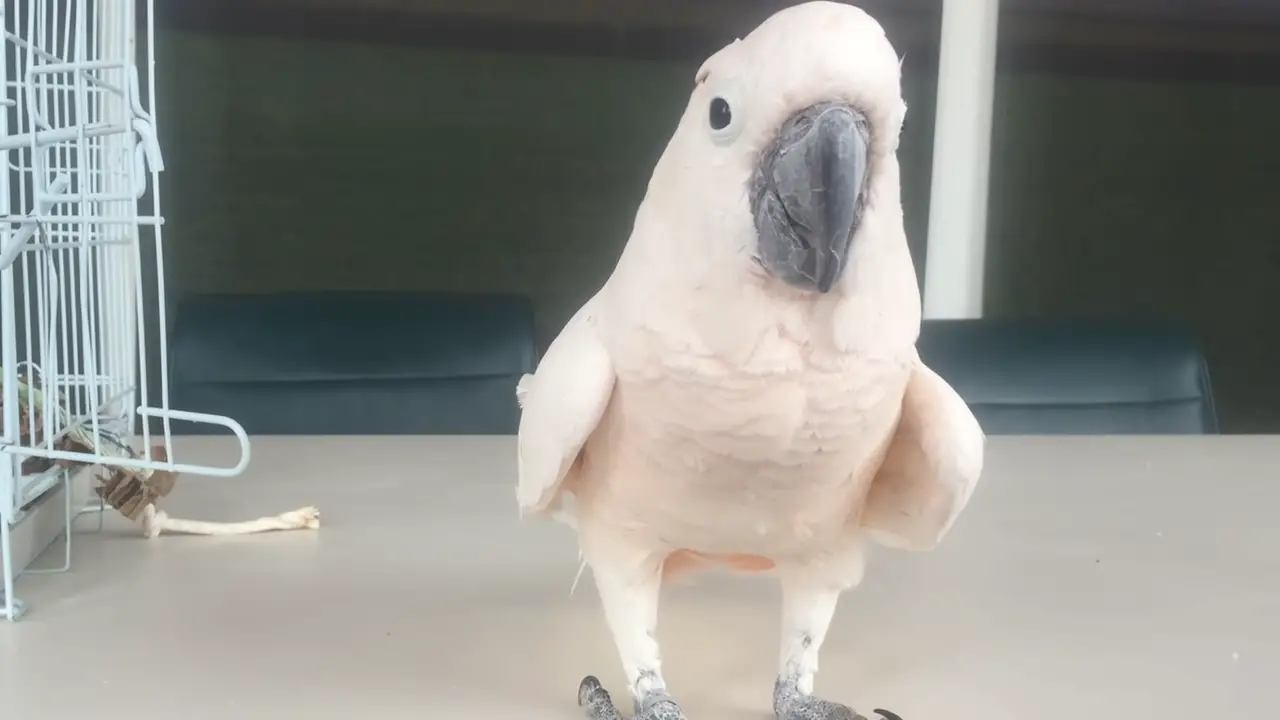 Cockatoo farts and runs away - Original version 0-0 screenshot