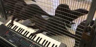 animals play piano