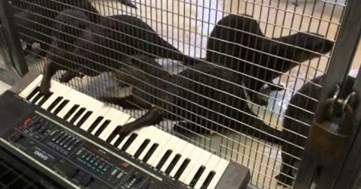 animals play piano