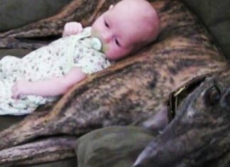 baby-and-greyhound