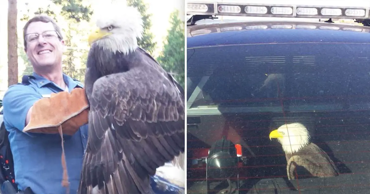 bald-eagle-rescue