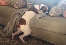 dog bend rules