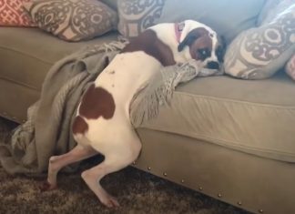 dog bend rules