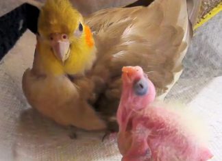 bird adopts chick