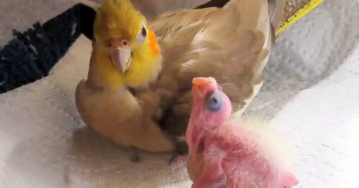 bird adopts chick