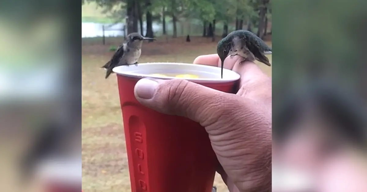 bran and hummingbird
