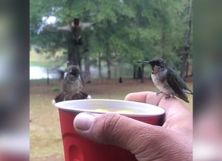 bran and hummingbirds