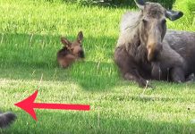 cat and moose