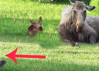cat and moose
