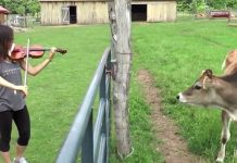 cow and music