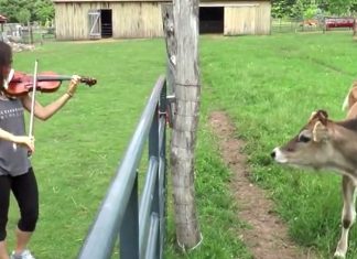 cow and music
