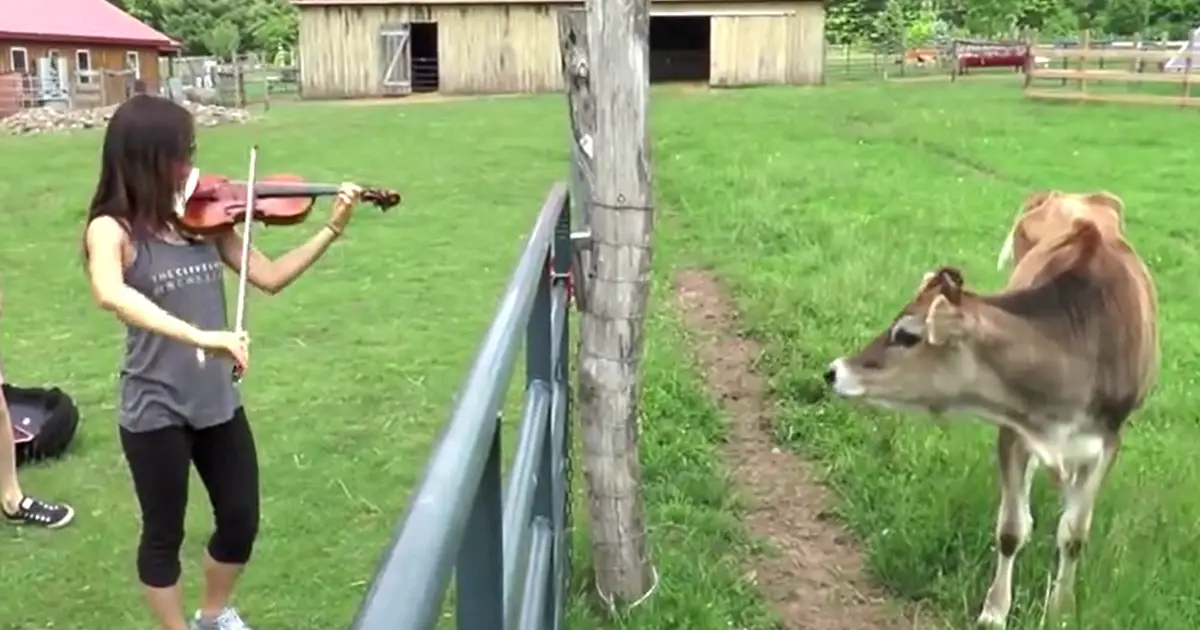 cow and music