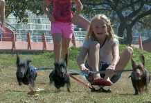 dachshund-chariot-ride