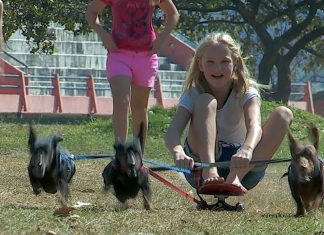 dachshund-chariot-ride