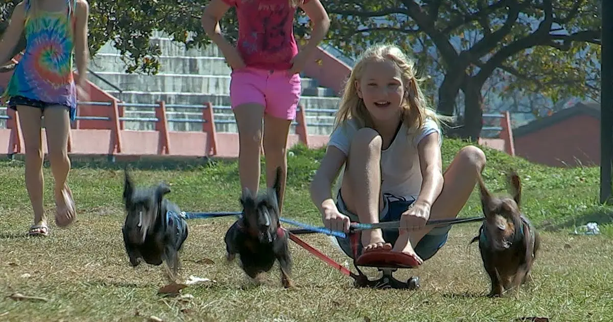 dachshund-chariot-ride