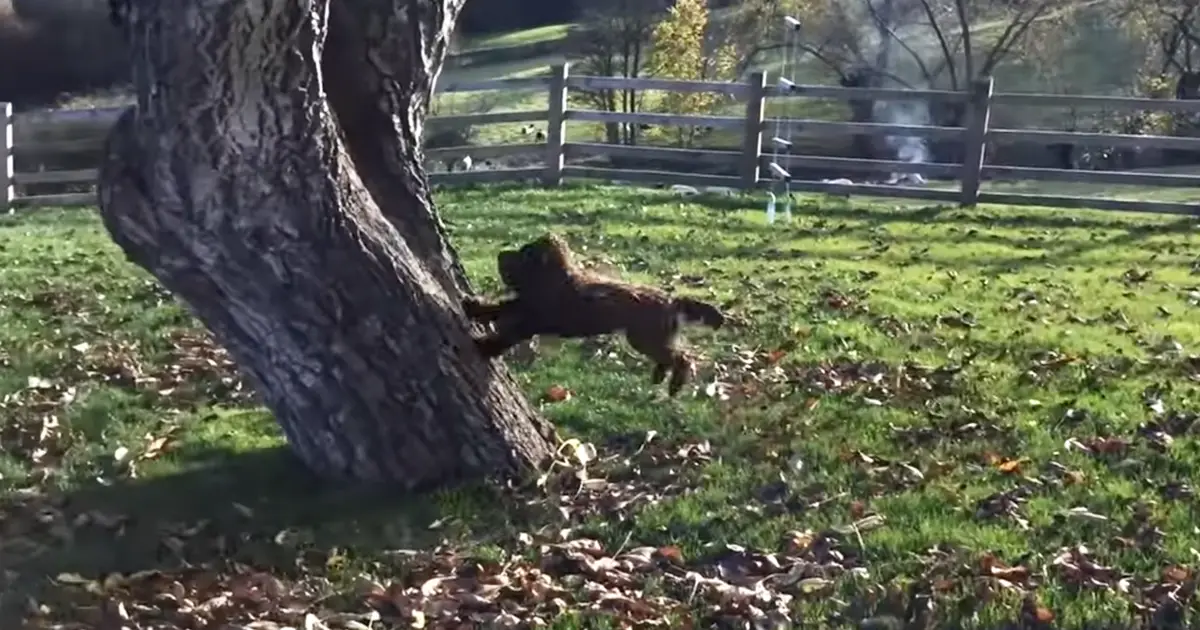 dog climb tree