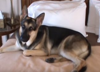 edie-captures-bed
