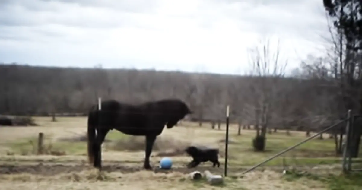 horse and dog