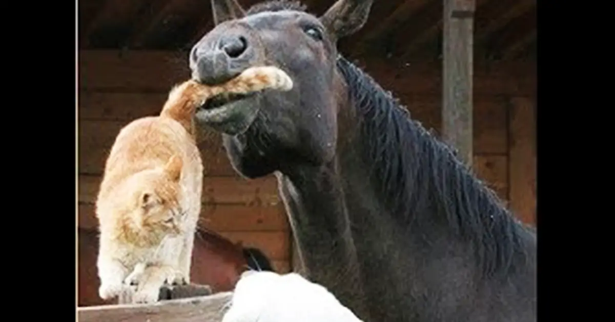horse loves cat