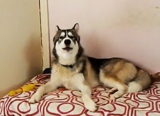 husky-james-brown-cover